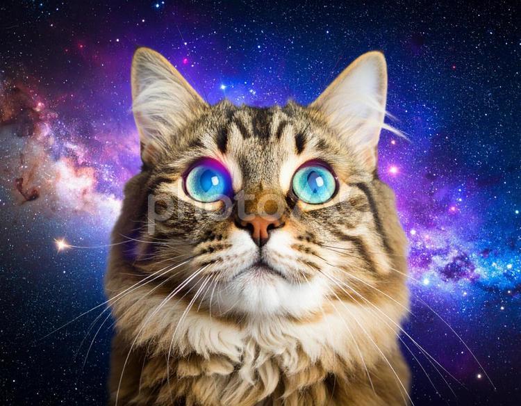 宇宙と猫 猫,宇宙,銀河の写真素材