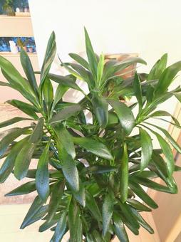 大型観葉植物　グローカル　10号鉢　特大 大型観葉植物,グローカル,観葉植物の写真素材