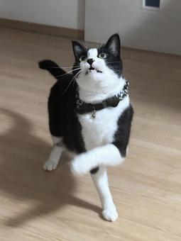 走れ！ 猫,ハチワレ,可愛いの写真素材