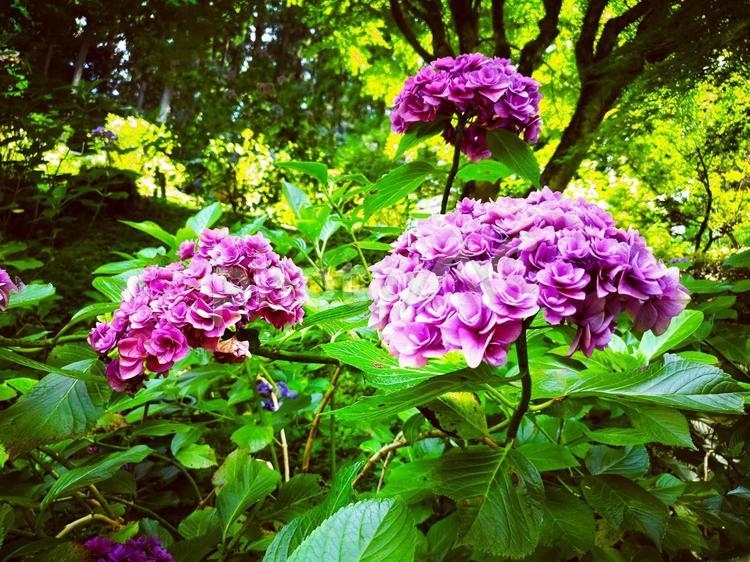 紫陽花の季節（２） 紫陽花,あじさい,アジサイの写真素材