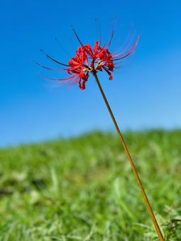 彼岸花 彼岸花,曼珠沙華,赤い彼岸花の写真素材