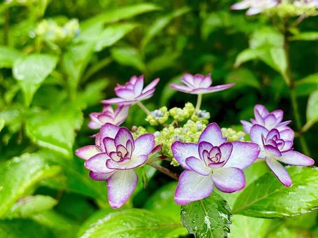 ヤマアジサイ ヤマアジサイ 紫陽花,梅雨,日本の写真素材