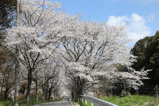 垣生公園 さくら 垣生公園 さくら 垣生公園,木,自然の写真素材