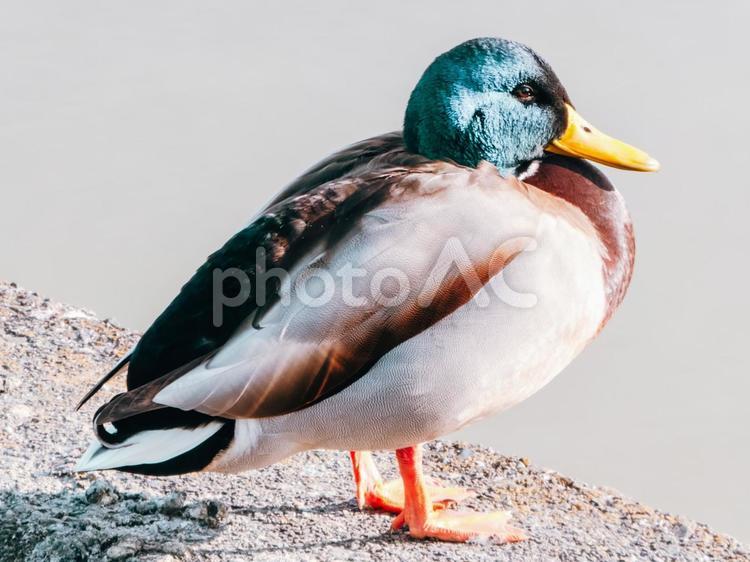横から撮ります かも,鴨,野鳥の写真素材