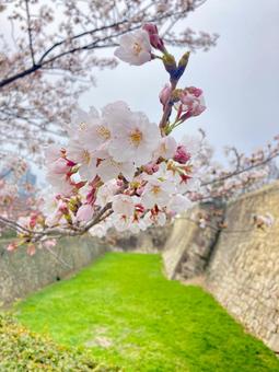春に輝く美しい桜の花 春に輝く美しい桜の花の写真