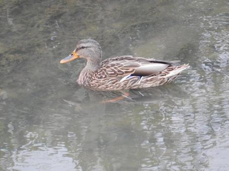 【鳥の写真】マガモ（真鴨）の写真