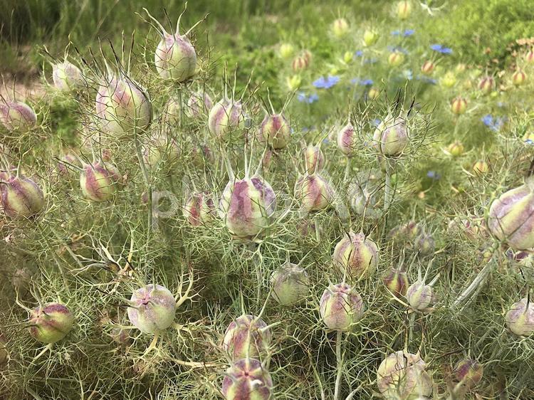 植物　ニゲラの実 ニゲラ,花,植物の写真素材