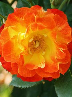 バラ・薔薇 クローズアップ バラ・薔薇 クローズアップの写真