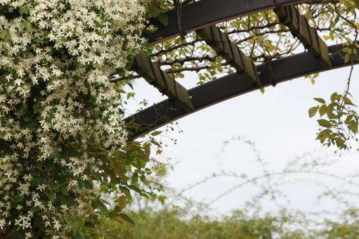 白い花2 白い花2 花,お花,赤の写真素材