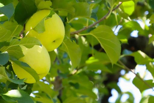 枝に2つの黄緑色のリンゴの写真