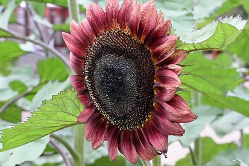 ひまわり 植物,花,ヒマワリの写真素材