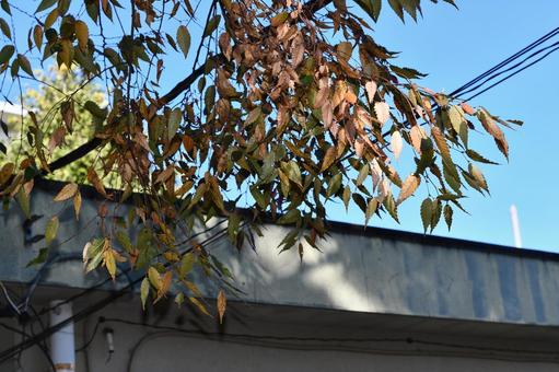 紅葉の季節 紅葉の季節 紅葉,秋,晩秋の写真素材