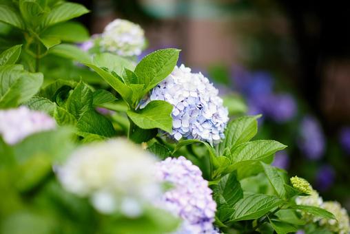 紫陽花 紫陽花の写真
