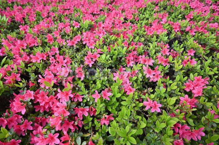 ピンクのさつき 春,花,道端の写真素材