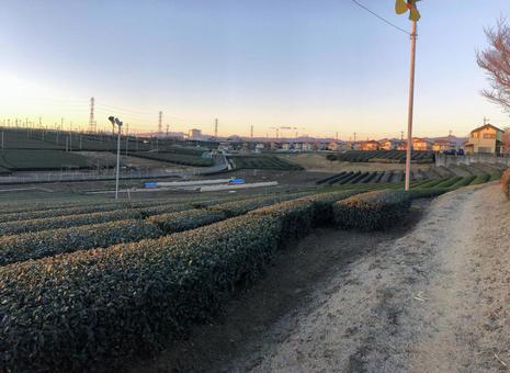 茶園早晨 茶園早晨