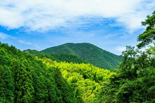 Summer forest, JPG Summer forest, JPG