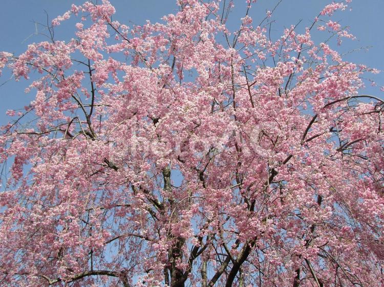 しだれ桜 桜,ピンク,空の写真素材