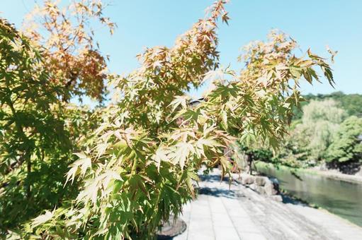 紅葉 紅葉,もみじ,風景の写真素材