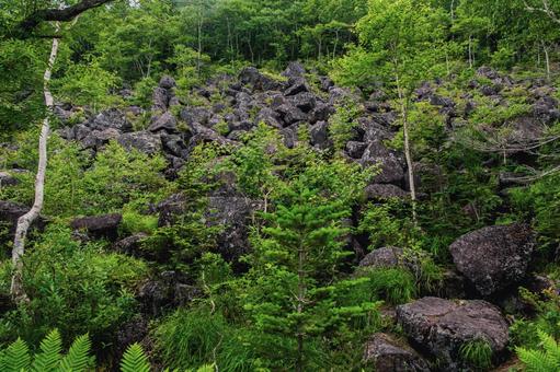 Photo, rock, woods, green, 