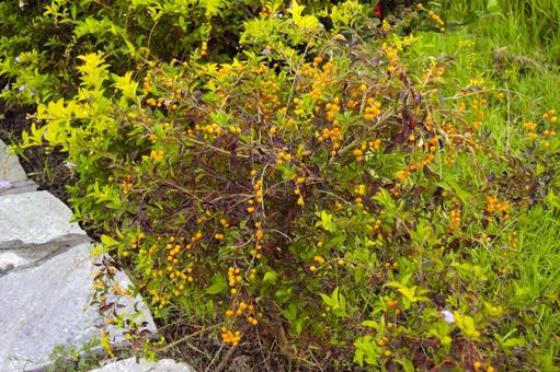 ゴールデンデュードロップの実　ネパール ゴールデンデュードロップ,ネパール,ルンビニの写真素材