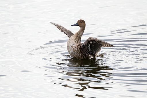 オナガガモの羽ばたき⑿ カモ,オナガガモ,メスの写真素材
