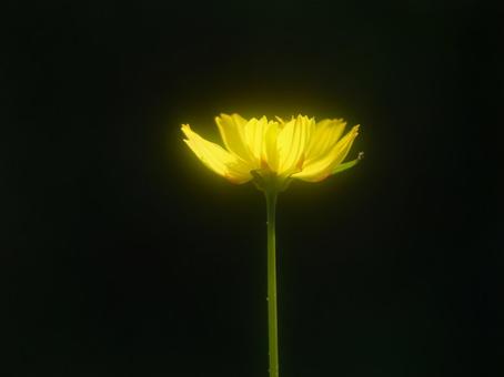 背景に合う黒背景のキバナコスモス 背景に合う黒背景のキバナコスモスの写真