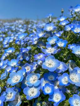Nemophila 3, JPG