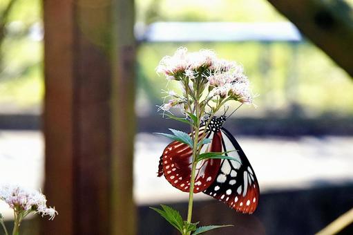ウッドデッキの鉢植えに来たアサギマダラ アサギマダラ,昆虫,チョウの写真素材