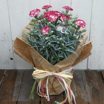 Carnation Flower Little Witch, JPG