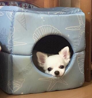 かわいいチワワ かわいいチワワの写真