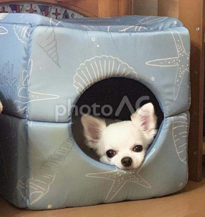 かわいいチワワ 犬,動物,可愛いの写真素材