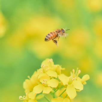 A Western honeybee coming to collect pollen from rapeseed flowers, JPG A Western honeybee coming to collect pollen from rapeseed flowers, JPG