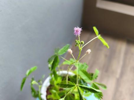 オジギソウの オジギソウの オジギソウ,オジギソウの花,花の写真素材