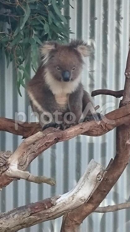 オーストラリア・カンガルー島のコアラ　その３ 何人もありません,野生動物,自然の写真素材