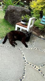 黒猫 黒猫の写真