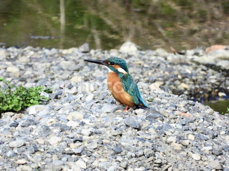 川辺の砂利の上に立つカワセミ 鳥,野鳥,カワセミの写真素材