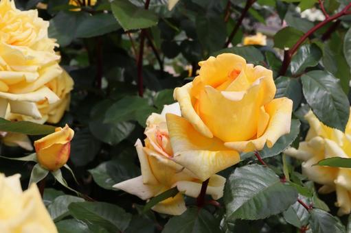 バラ園で黄色い薔薇を撮りました バラ園で黄色い薔薇を撮りましたの写真
