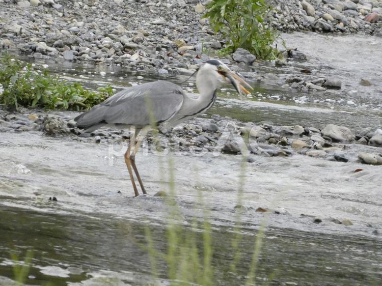 魚を呑み込む前のアオサギ 鳥,野鳥,アオサギの写真素材