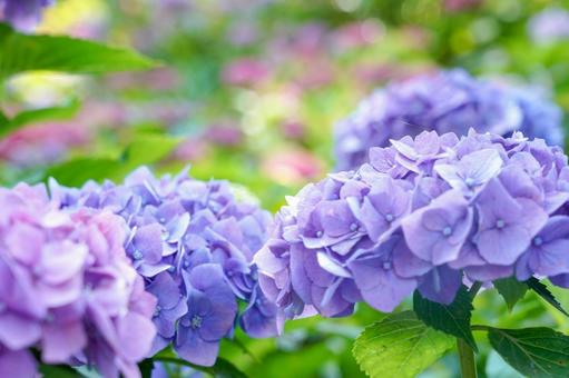 Hydrangea, JPG