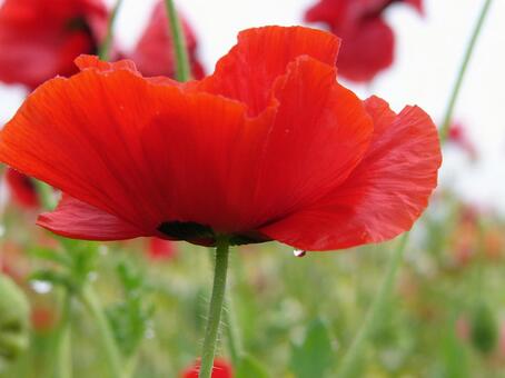 Poppies 06, natural, plant, flower, JPG