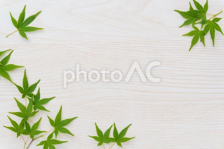 青もみじの木目フレーム 夏,青もみじ,新緑の写真素材