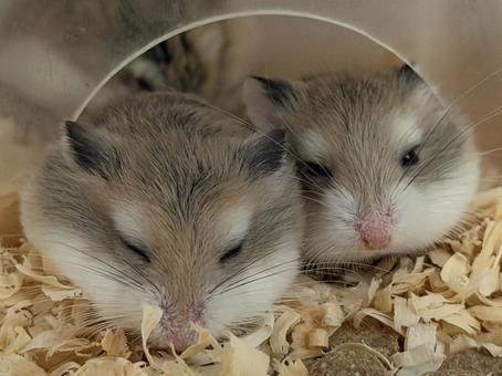 仲良しロボロフスキーハムスター げっ歯類,齧歯動物,ねずみの写真素材