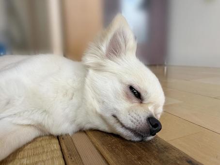 Chihuahua lying down in a Japanese-style room, JPG Chihuahua lying down in a Japanese-style room, JPG