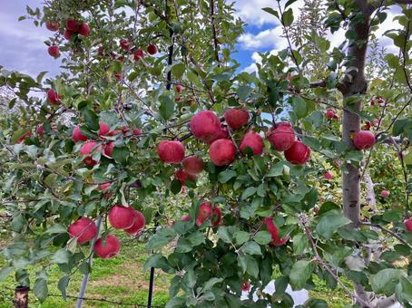 実りの秋 林檎,りんご,長野の写真素材