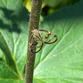 昆虫 スケバハゴロモ 昆虫 スケバハゴロモの写真