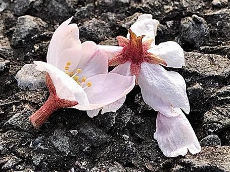 桜 桜の写真