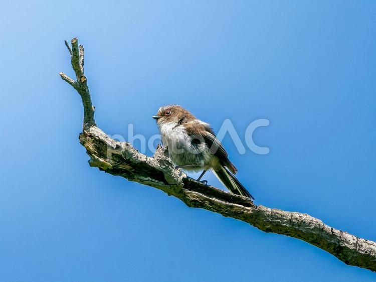 枝にとまるエナガ エナガ,野鳥,鳥の写真素材