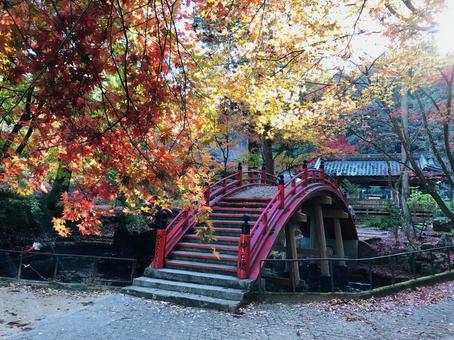 紅葉 もみじ 秋 紅葉 もみじ 秋 の写真