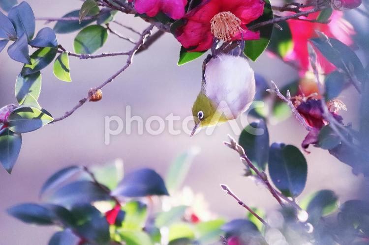 山茶花の花とかわいいメジロ 鳥,メジロ,花の写真素材