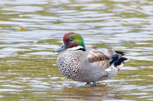水辺を歩くヨシガモのエクリプス後期 ヨシガモ,葦鴨,エクリプスの写真素材